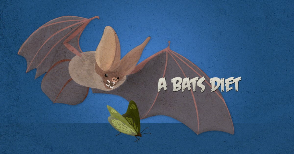 bats diet what do bats eat